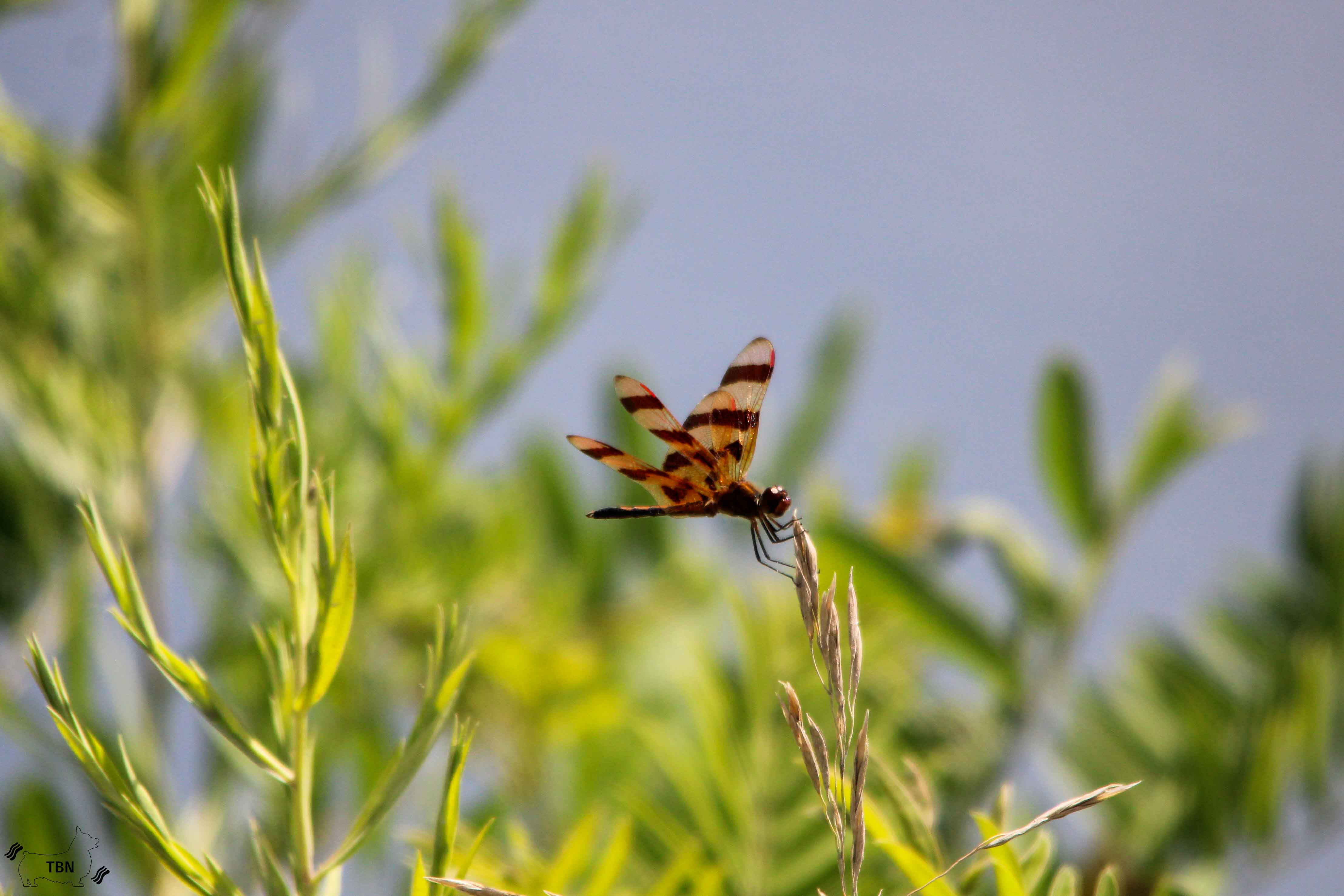 Halloween Pennat Dragonfly